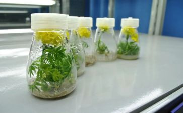 双培养工作计划7篇