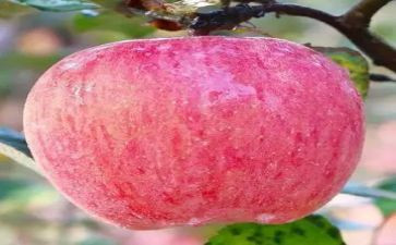 画苹果小学教案6篇