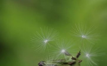 春天的蒲公英的作文5篇