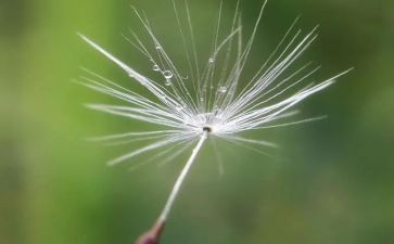 蒲公英的美术教案5篇