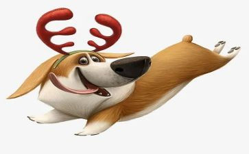 犬只管理工作总结报告8篇