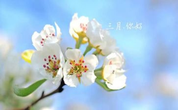 三月幼儿园月总结参考7篇