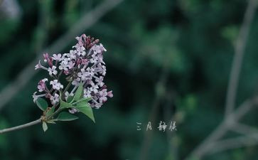 三月份小班工作总结8篇