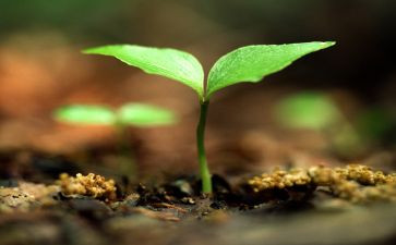 生命安全教育教案6篇