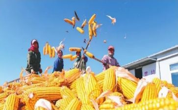 初中收获的作文参考8篇