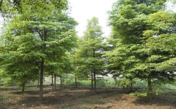 《树》读后感模板7篇