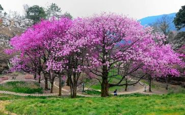 2024中班植树节活动方案7篇