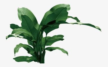 小学生植树活动方案6篇