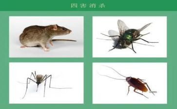 灭四害工作计划模板6篇