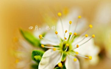 幼儿园四月总结模板6篇