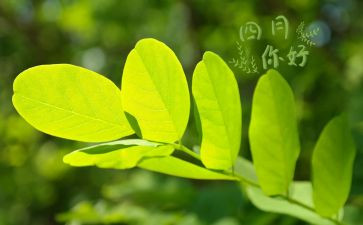 大班四月的工作计划参考5篇
