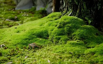 古诗苔的教案最新7篇
