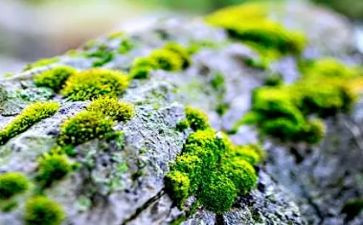 幼儿古诗苔教案最新8篇