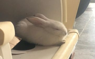 找小兔教学反思8篇