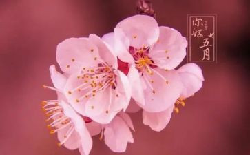 小班五月总结班五月总结7篇