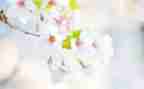2024幼儿园小班五月份工作总结5篇