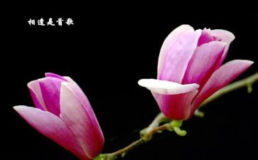 与书相逢作文6篇