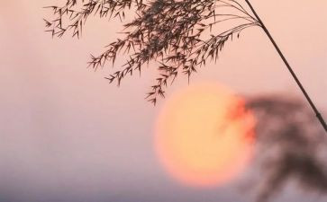 作文骆驼祥子读后感800字6篇