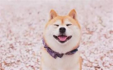 有关笑的演讲稿最新5篇
