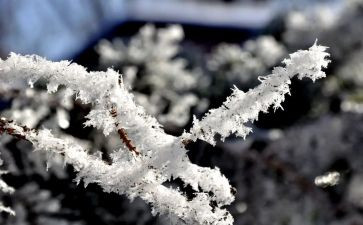 鲁迅的《雪》读后感通用7篇