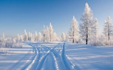 鲁迅雪读后感6篇