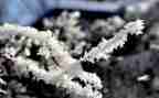 鲁迅的《雪》读后感通用7篇