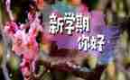 一学期工作总结范文最新7篇