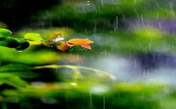 小雨小雨音乐教案最新6篇
