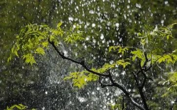 春雨来啦作文参考5篇