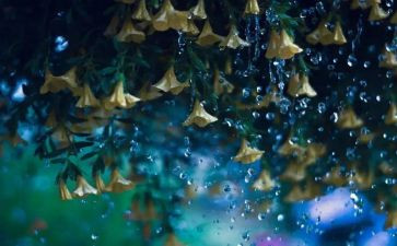 听秋雨的作文模板6篇