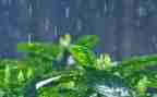 作文雷雨400字6篇