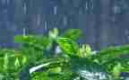 阵雨小作文参考6篇