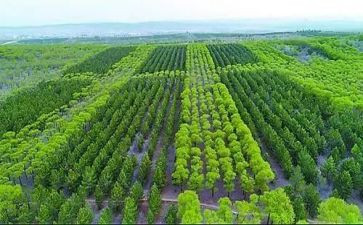 植树造林作文600字8篇
