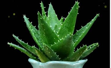 写植物教案优秀8篇