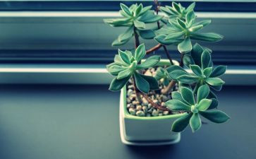 植物奥秘作文6篇