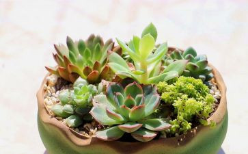 植物有关的作文精选6篇