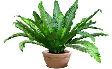 写植物作文400字6篇