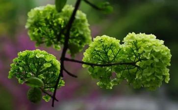 写植物作文400字推荐5篇