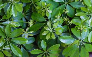 写植物作文400字优秀6篇