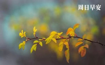 英语我的周末作文模板6篇